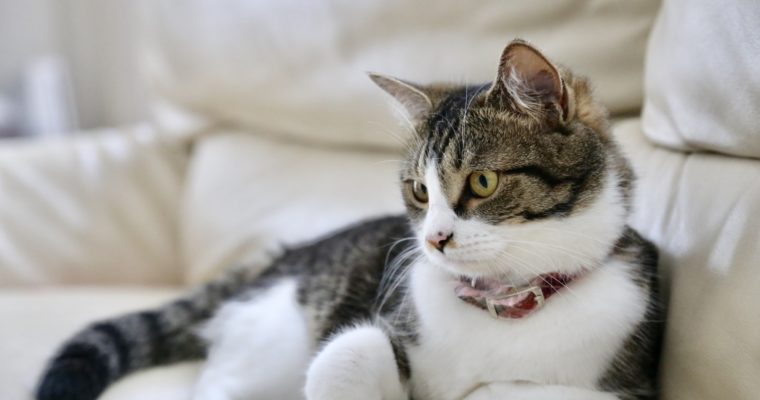ペットの猫のイメージ