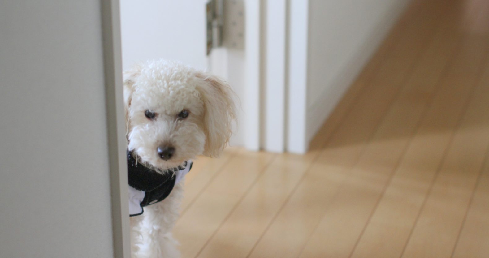 ペットの犬のイメージ