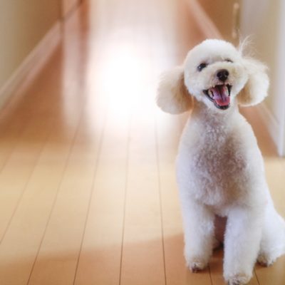 ペットの犬のイメージ