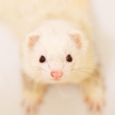 フェレット