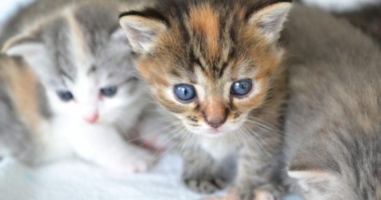 猫